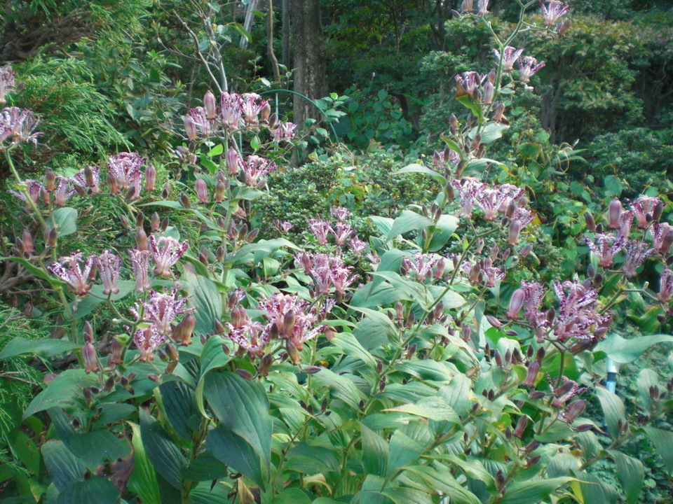 ��̉j���X �Ƃ��� ����~��~