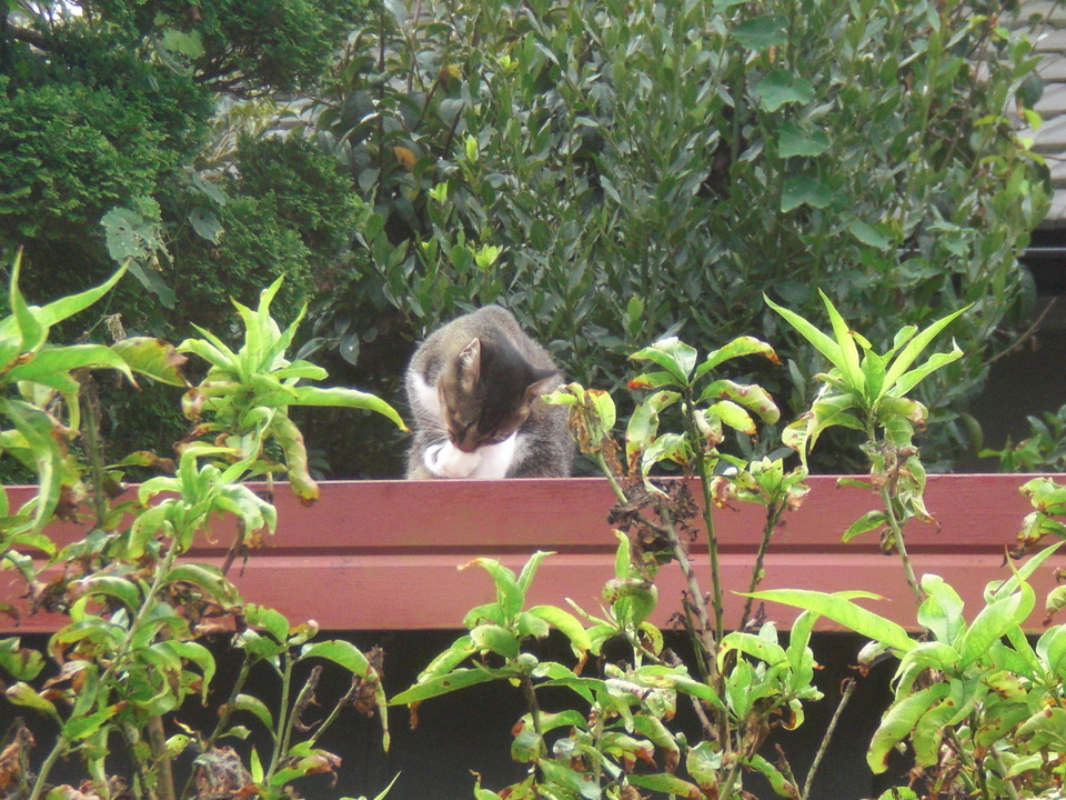 ��̉j���X �Ƃ��� ����~��~