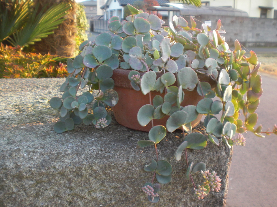 ��̉j���X �Ƃ��� ����~��~