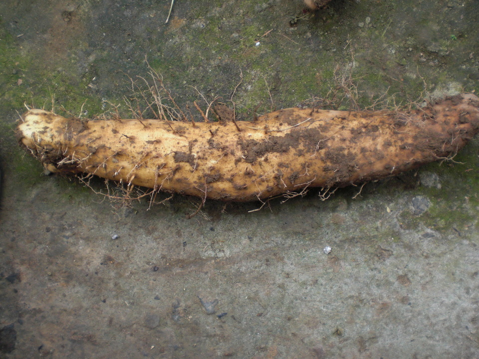 ��̉j���X �Ƃ��� ����~��~