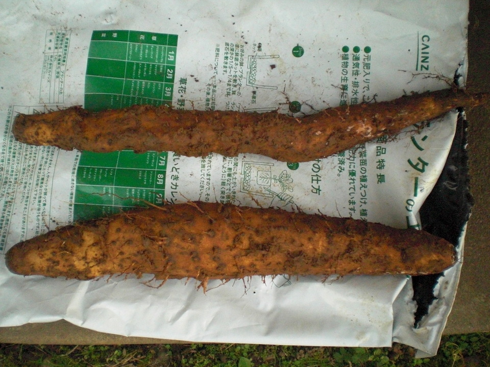 ��̉j���X �Ƃ��� ����~��~