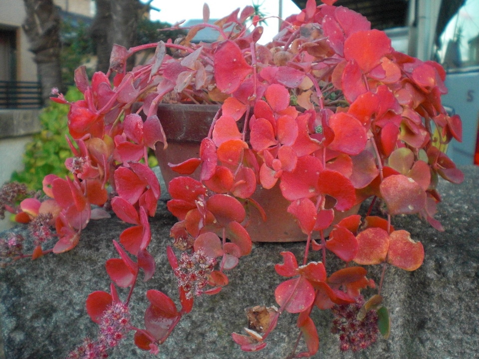 ��̉j���X �Ƃ��� ����~��~