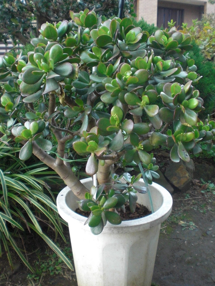 ��̉j���X �Ƃ��� ����~��~