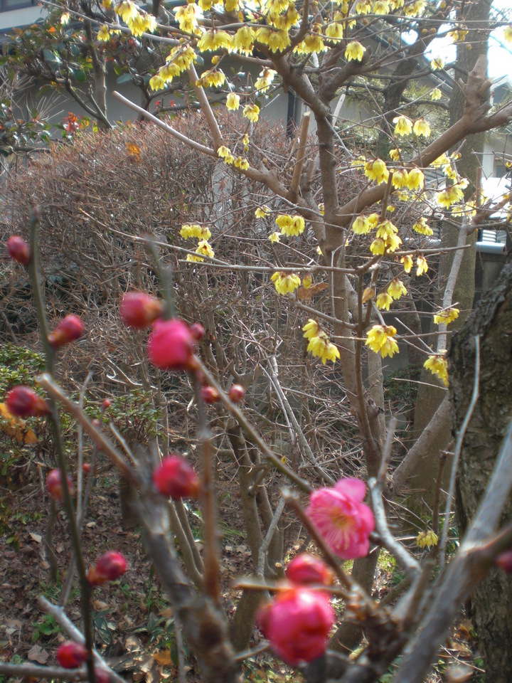 ��̉j���X �Ƃ��� ����~��~