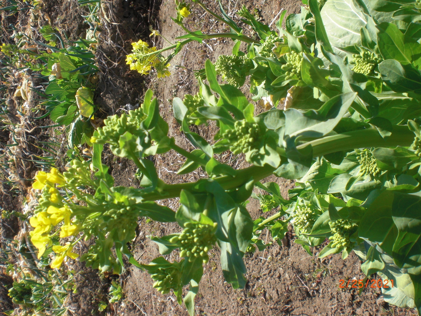 ��̉j���X �Ƃ��� ����~��~