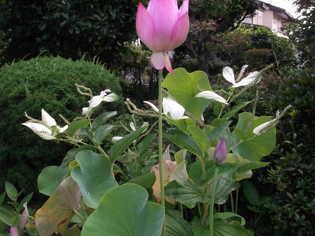 @Ԃ炭ỉjX Ƃ ~~j