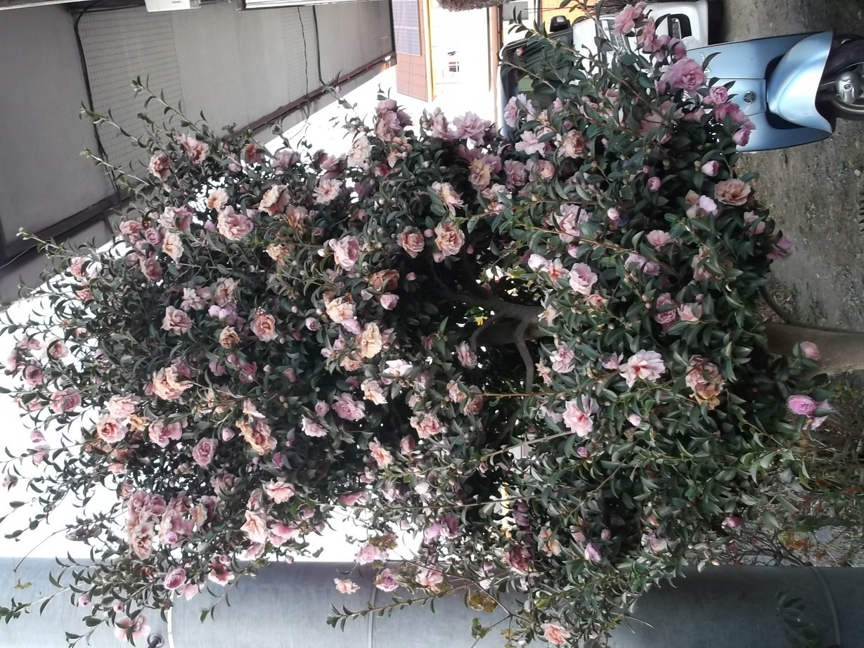 ��̉j���X �Ƃ��� ����~��~