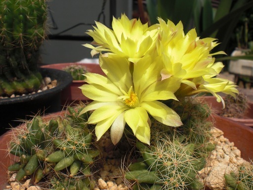 ��̉j���X �Ƃ��� ����~��~