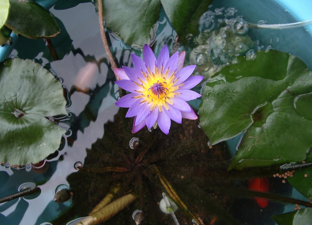 ��̉j���X �Ƃ��� ����~��~