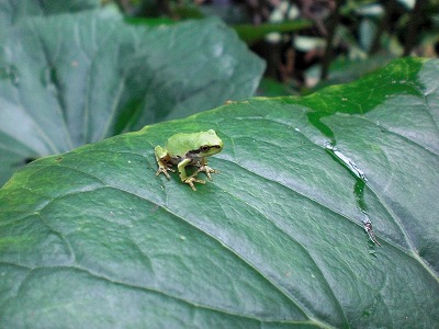 ��̉j���X �Ƃ��� ����~��~