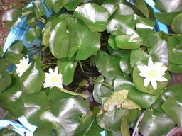 ��̉j���X �Ƃ��� ����~��~