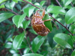 ��̉j���X �Ƃ��� ����~��~