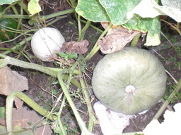 ��̉j���X �Ƃ��� ����~��~