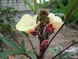 ��̉j���X �Ƃ��� ����~��~