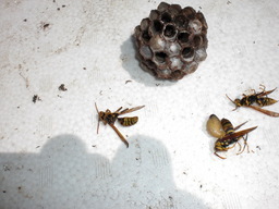 ��̉j���X �Ƃ��� ����~��~