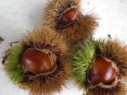 ��̉j���X �Ƃ��� ����~��~