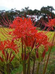 ��̉j���X �Ƃ��� ����~��~