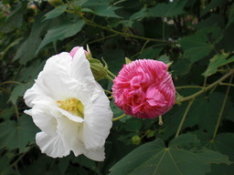 ��̉j���X �Ƃ��� ����~��~