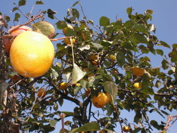 ��̉j���X �Ƃ��� ����~��~