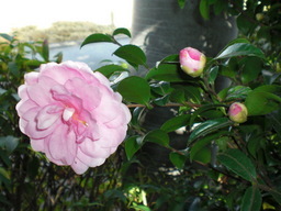 ��̉j���X �Ƃ��� ����~��~