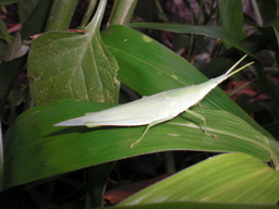 ��̉j���X �Ƃ��� ����~��~