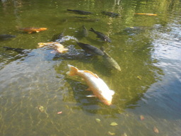 ��̉j���X �Ƃ��� ����~��~