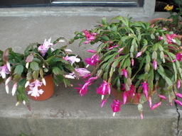 ��̉j���X �Ƃ��� ����~��~