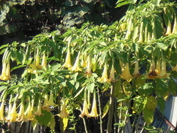 ��̉j���X �Ƃ��� ����~��~