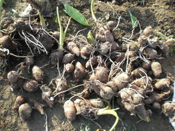 ��̉j���X �Ƃ��� ����~��~