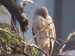 ��̉j���X �Ƃ��� ����~��~