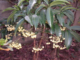 ��̉j���X �Ƃ��� ����~��~