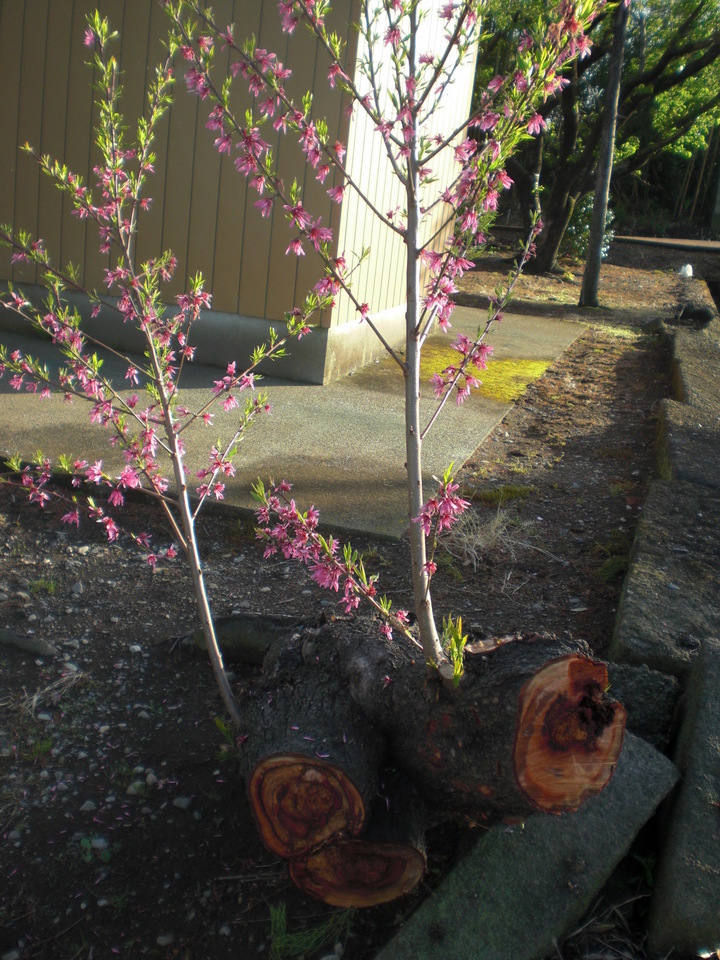 ��̉j���X �Ƃ��� ����~��~