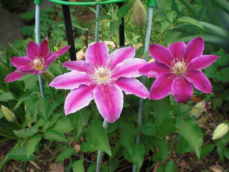 ��̉j���X �Ƃ��� ����~��~