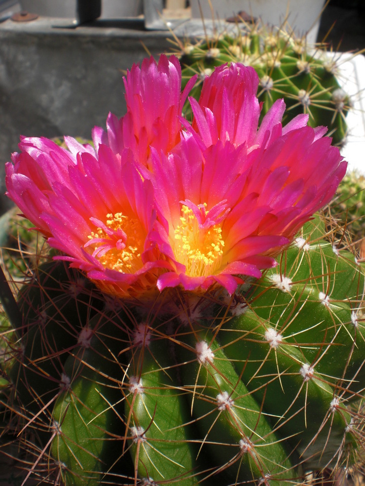 ��̉j���X �Ƃ��� ����~��~