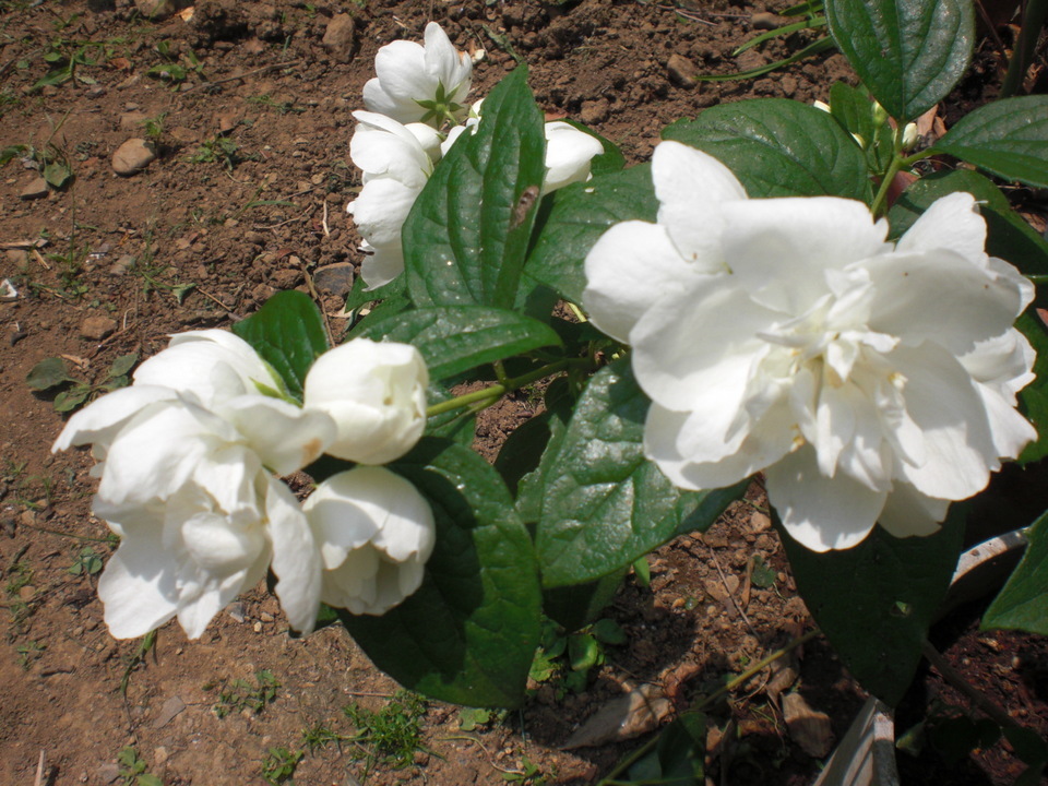 ��̉j���X �Ƃ��� ����~��~