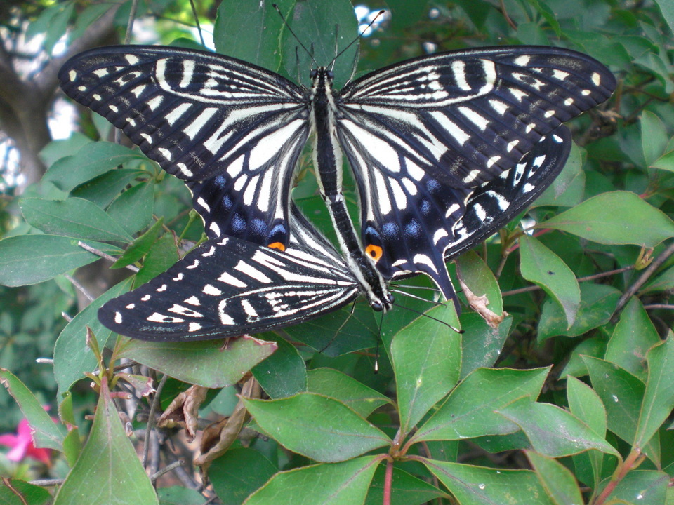 ��̉j���X �Ƃ��� ����~��~