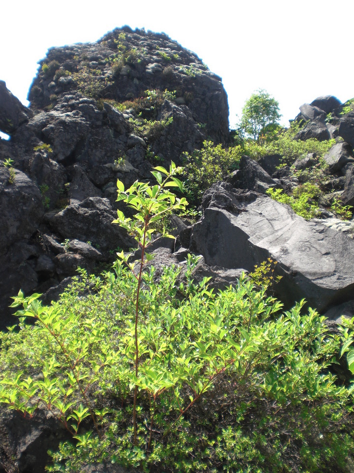 ��̉j���X �Ƃ��� ����~��~