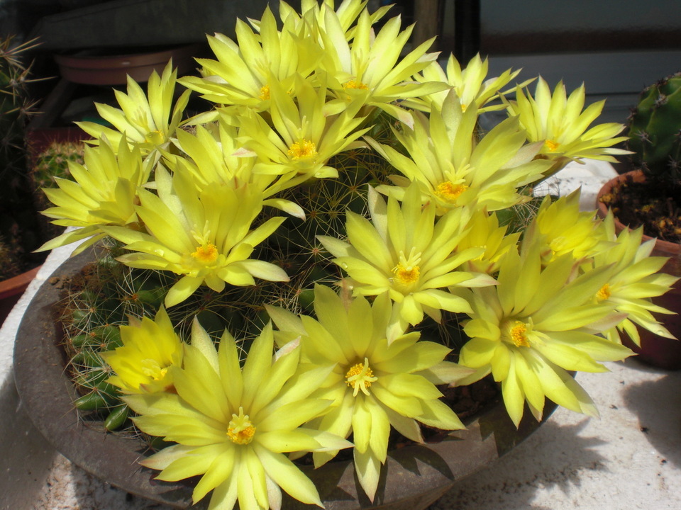 ��̉j���X �Ƃ��� ����~��~