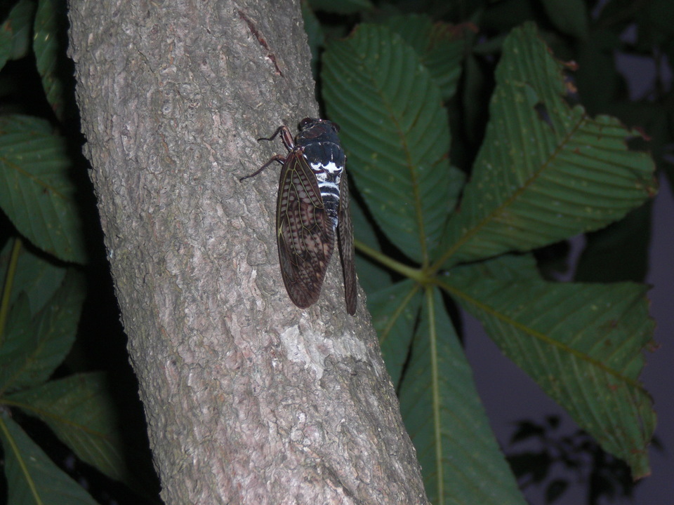 ��̉j���X �Ƃ��� ����~��~