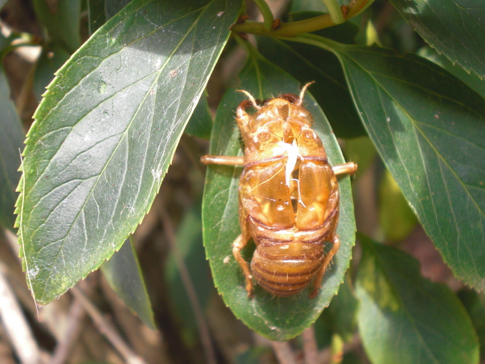 ��̉j���X �Ƃ��� ����~��~