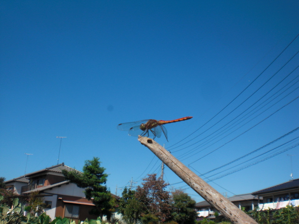 ��̉j���X �Ƃ��� ����~��~