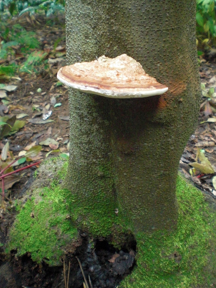 ��̉j���X �Ƃ��� ����~��~