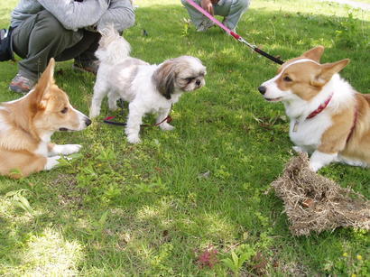 �����ނ�т��̌�����������