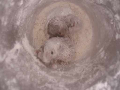 �����ނ�т��̌�����������