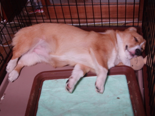 �����ނ�т��̌�����������