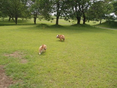 �����ނ�т��̌�����������