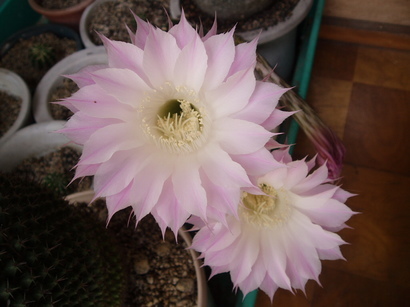 �����ނ�т��̌�����������