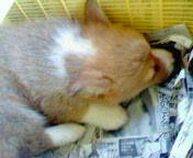 �����ނ�т��̌�����������