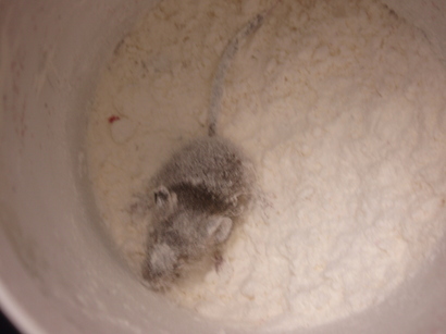 �����ނ�т��̌�����������