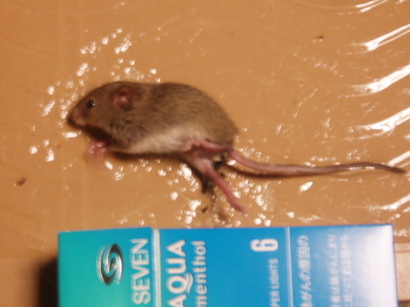 �����ނ�т��̌�����������